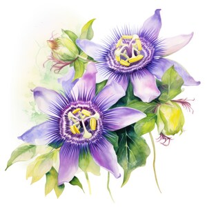 Passion Flower Clipart / 10 JPG de alta calidad / Scrapbooking, Fabricación de tarjetas, Artesanía de papel digital / Uso comercial / Descarga digital