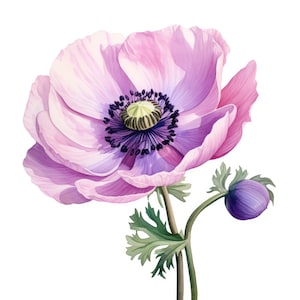 Anémone Fleur Clipart | 10 JPG de haute qualité | Scrapbooking, fabrication de cartes, création de papier numérique | Utilisation commerciale | Téléchargement numérique