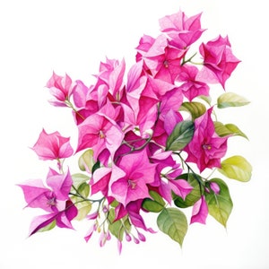 Bougainvillea Flower Clipart / 10 JPG de alta calidad / Scrapbooking, Fabricación de tarjetas, Artesanía de papel digital / Uso comercial / Descarga digital