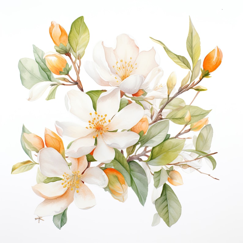 Orange Blossom Flower Clipart 10 High Quality JPG Scrapbooking, Card ...