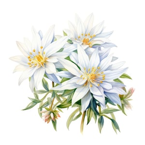 エーデルワイスの花のクリップアート | 10 高品質 JPG | スクラップブッキング、カード作成、デジタル ペーパー クラフト | 商用利用 | デジタル ダウンロード