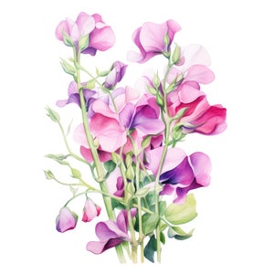 Süße Erbsen Blumen Clipart | 10 Hochwertige JPG | Scrapbooking, Kartenherstellung, Digital Paper Craft | Kommerzielle Nutzung | Digitaler Download