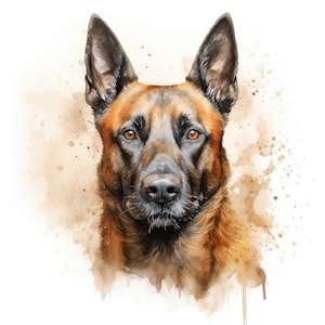May include: Watercolor painting of a brown and black Belgian Malinois dog with a white background. The dog has a serious expression and is looking directly at the viewer.