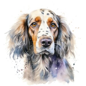 Op de afbeelding: Waterverf schilderij van een bruin-witte gevlekte hond met lang, golvend haar. De hond heeft een serieuze uitdrukking en kijkt recht naar de kijker.