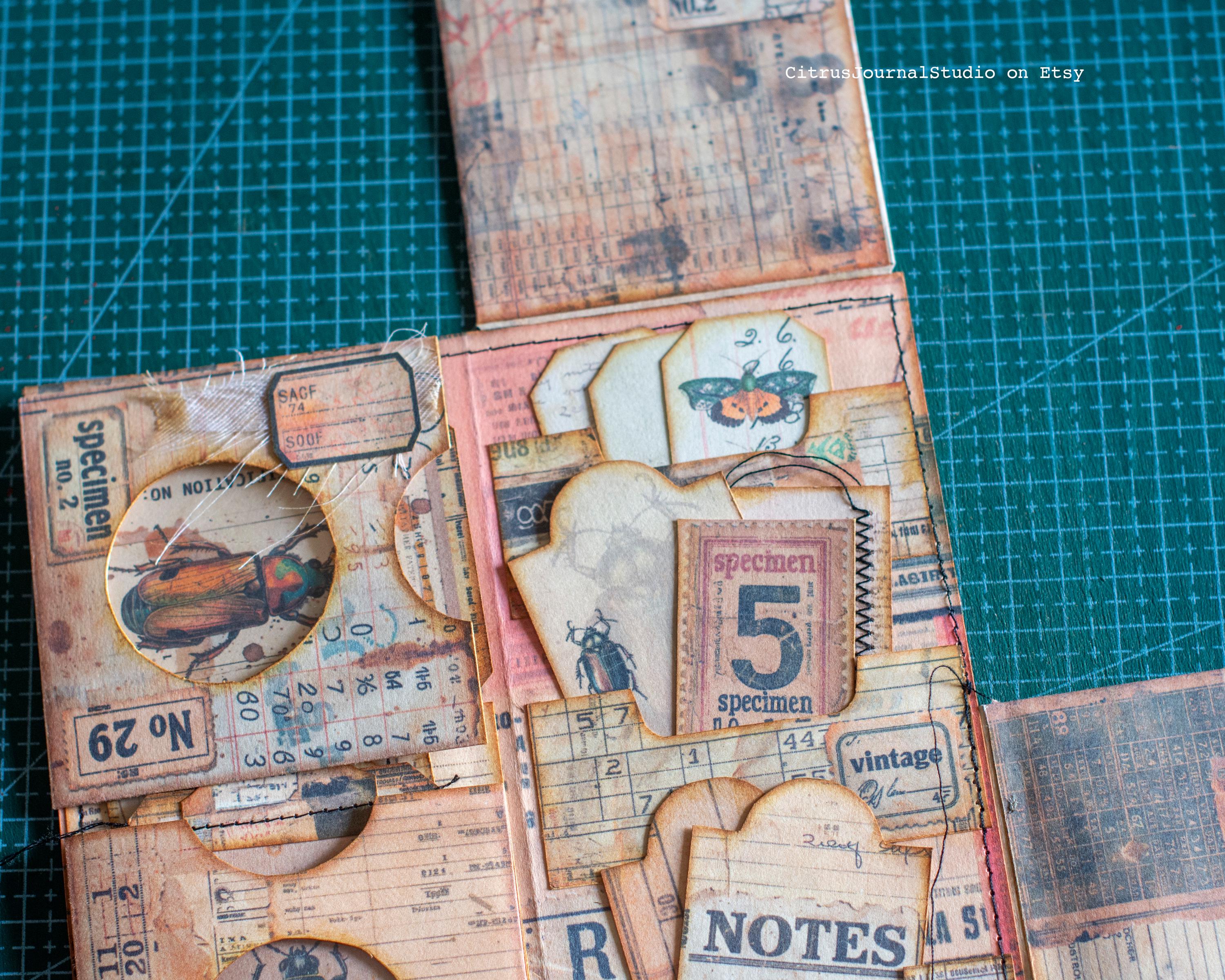 Entomology Journal Page Insert, Specimen Labels, Entomology Pocket ...