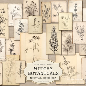 Puede incluir: Una colección de ilustraciones botánicas de estilo vintage sobre papel envejecido. Los dibujos son en blanco y negro, con varias plantas y flores. El texto "Witchy Botanicals Neutral Ephemera" se muestra en una etiqueta color crema.