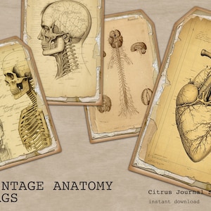 Anatomy Tags, Vintage Skull, Skeleton, Journal Tags, Vintage Tags, Junk Journal Kit, Ephemera, Digital Kit, Printable Tags, Junk Journaling