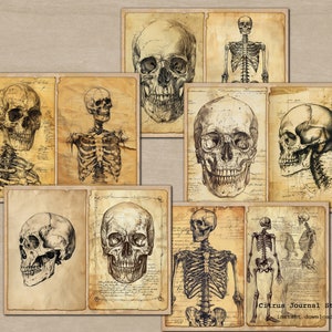 May include: A collection of vintage anatomical illustrations featuring human skulls and skeletons. The images are in black and white and have a distressed, aged look. The images are perfect for scrapbooking, card making, or other crafting projects.