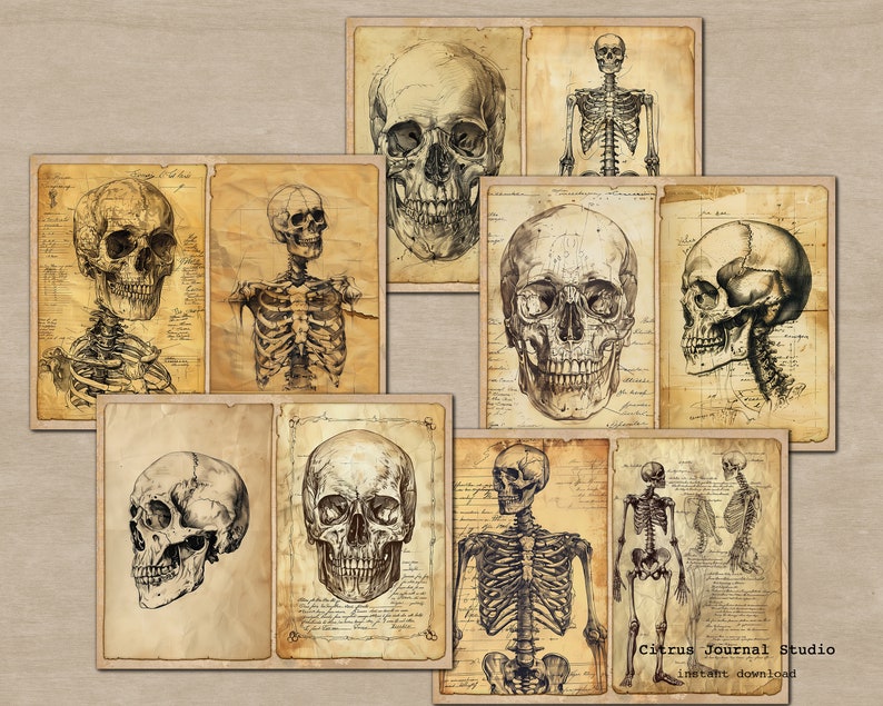 May include: A collection of vintage anatomical illustrations featuring human skulls and skeletons. The images are in black and white and have a distressed, aged look. The images are perfect for scrapbooking, card making, or other crafting projects.