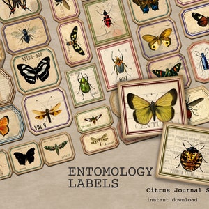 Etiquetas de entomología, etiquetas de insectos, etiquetas vintage, kit de diario basura, Ephemera imprimible, etiquetas de mariposa, etiquetas digitales, Bugs Digital Ephemera