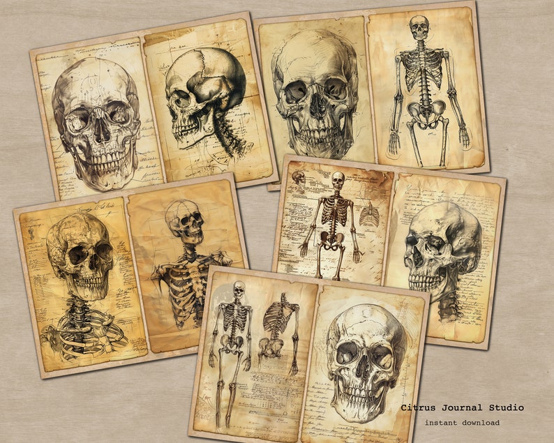 May include: A digital collage of vintage anatomical illustrations featuring human skulls and skeletons. The images are in black and white and have a distressed, aged look. The text "Citrus Journal Studio" and "instant download" is visible at the bottom of the image.