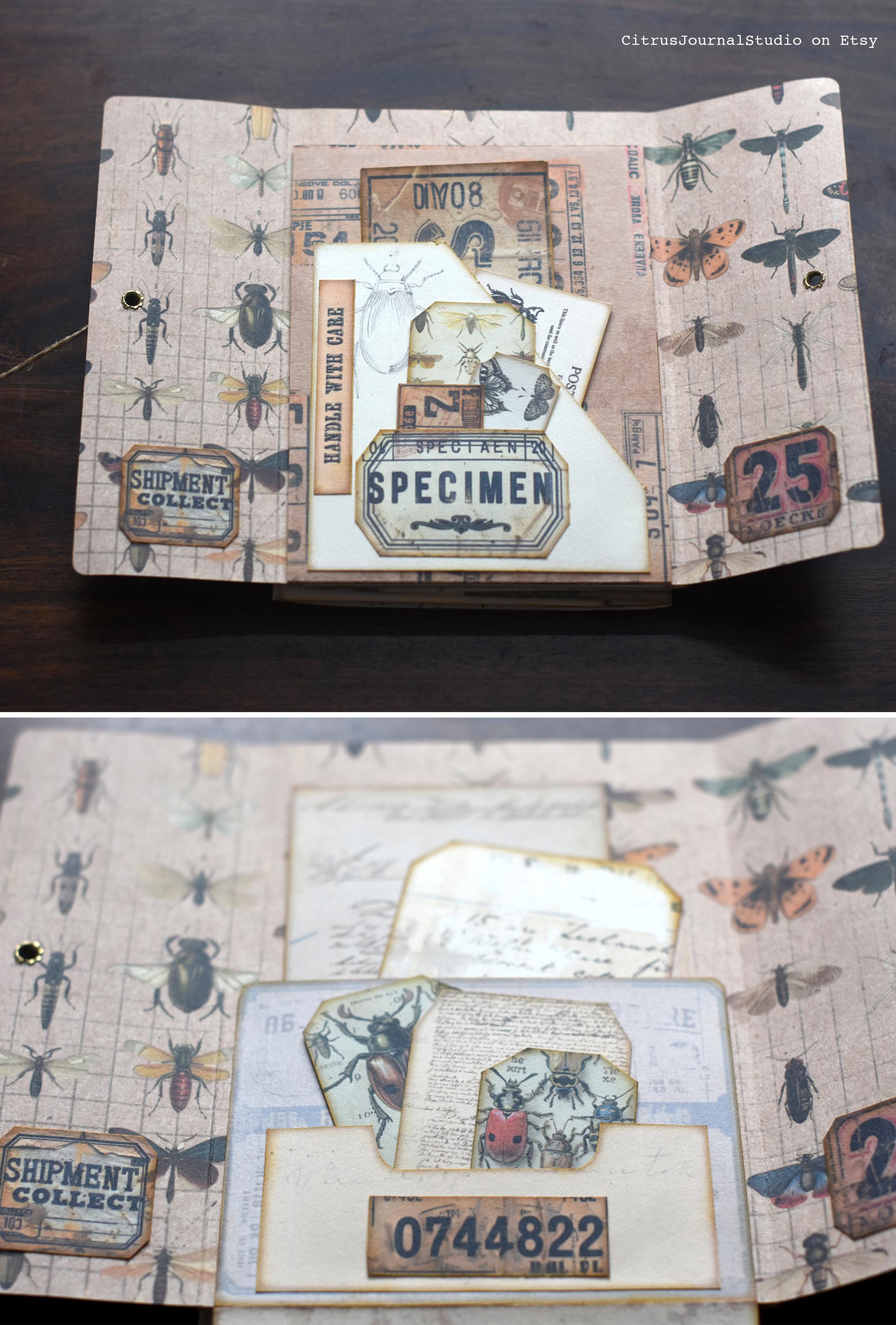 Entomology Junk Journal, Butterfly Tags, Specimen Labels, Number Labels ...