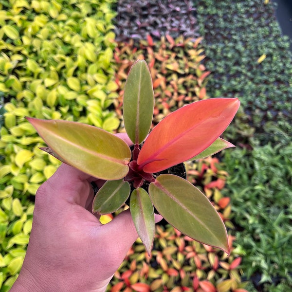 2.5” pot Philodendron Red King