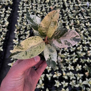 May include: A small potted plant with variegated leaves. The leaves display a mix of green, white, and pink hues. The plant is held in a black pot, with a background of similar plants.