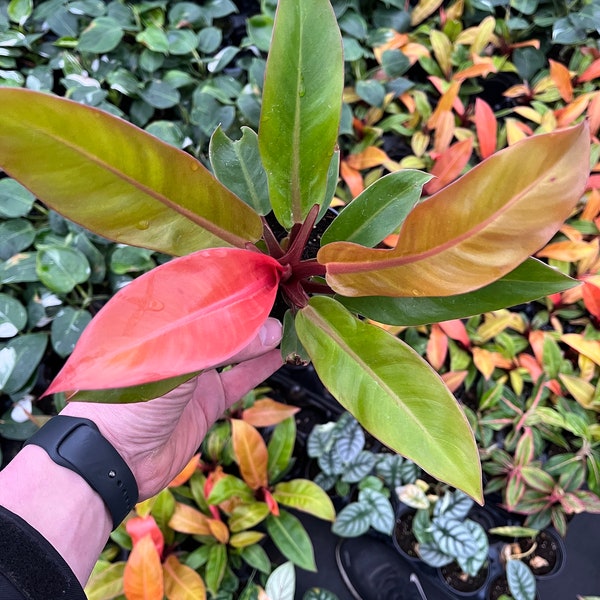 4” pot Philodendron Red King