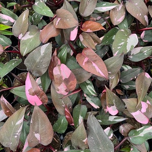 4” pot Philodendron Pink Princess