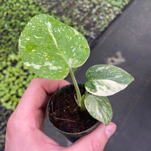 2.5” pot Monstera Thai Constellation