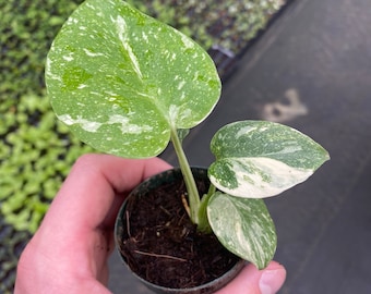 2.5” pot Monstera Thai Constellation