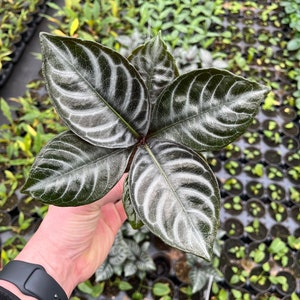 4” Aphelandra Nova Fuego