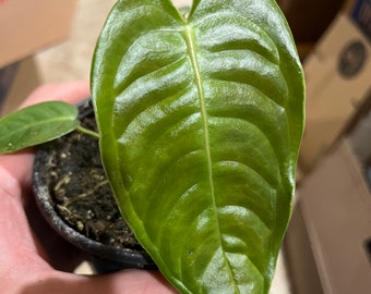 4” pot Anthurium Veitchii