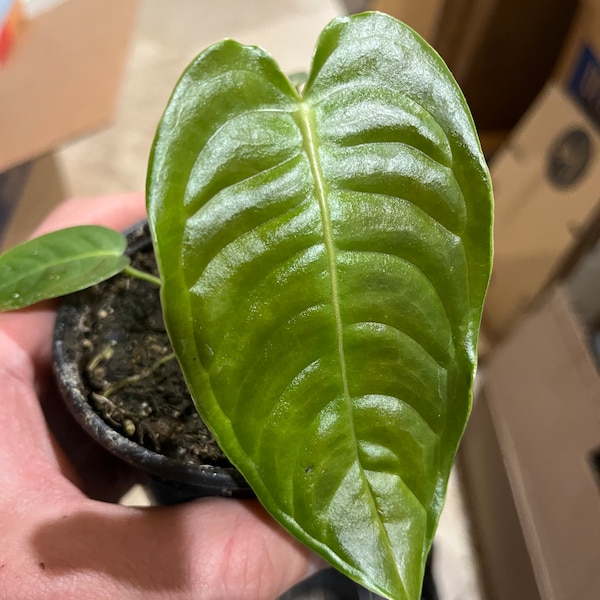 4” pot Anthurium Veitchii