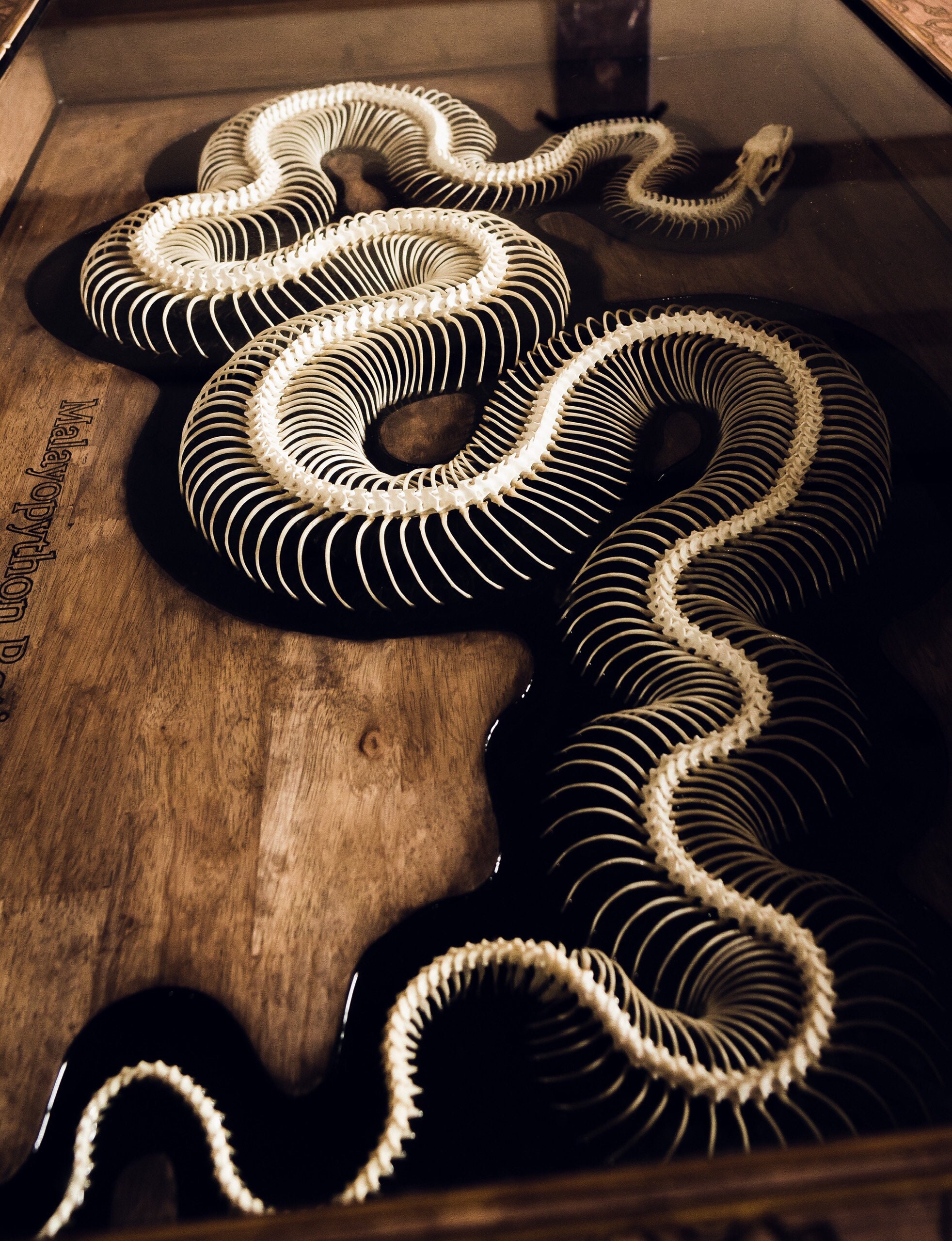 Resin Table With 3.2m Reticulated Python Inside - Etsy Canada