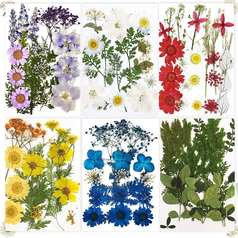 Op de afbeelding: Assortiment van geperste bloemen en bladeren in verschillende kleuren, waaronder paars, blauw, wit, geel, rood en groen. De bloemen en bladeren zijn gerangschikt in zes afzonderlijke secties op een witte achtergrond.