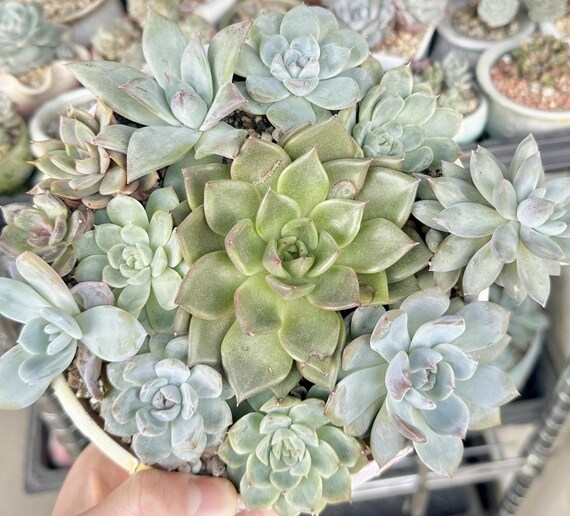 Succulents Mix Plants Echeveria Rare Succulents(live Plant) - Etsy Israel