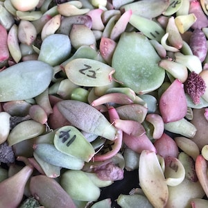 Special ***150+150free*** Succulent leaves for propagation