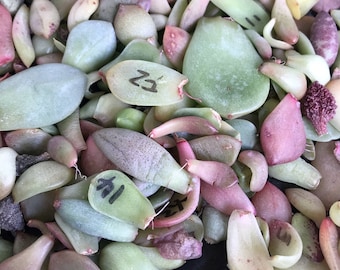 Free seeds with purchase** Succulent leaves for propagation