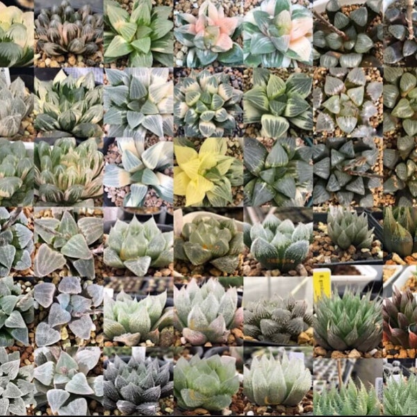 Graines de plantes succulentes, mélange hybride haworthia