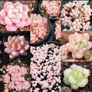 Buy3get1free. Succulents seeds [20 seeds], Pachyphytum hybrid
