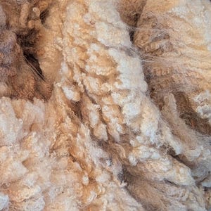 Raw Wool - Border Leicester Fleece (9lbs : 0oz)