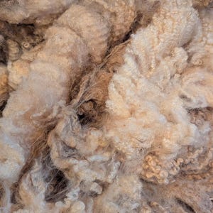 Raw Wool - Border Leicester Fleece (8lbs : 13oz)
