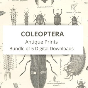 Antique COLEOPTERA prints – Insects - Beetles - Bundle of 5 INSTANT DOWNLOADS