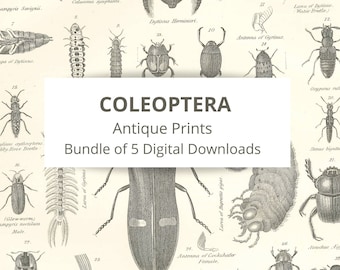 Antique COLEOPTERA prints – Insects - Beetles - Bundle of 5 INSTANT DOWNLOADS