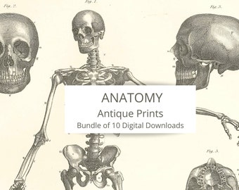 Antique ANATOMY prints – Bundle of 10 INSTANT DOWNLOADS