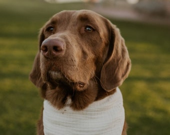 Ivory Eyelet Dog Bandana - Embroidery - cream Pet Accessory- Neutral Boho Bone Color