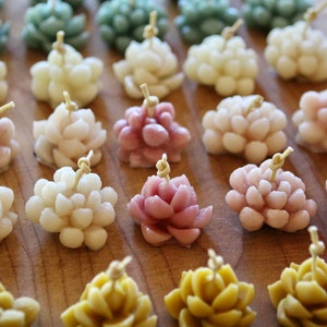 Handmade Succulent Beeswax Candle: Natural, Unscented, Decorative