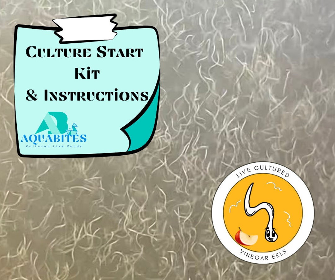 Vinegar Eel Culture Start Etsy