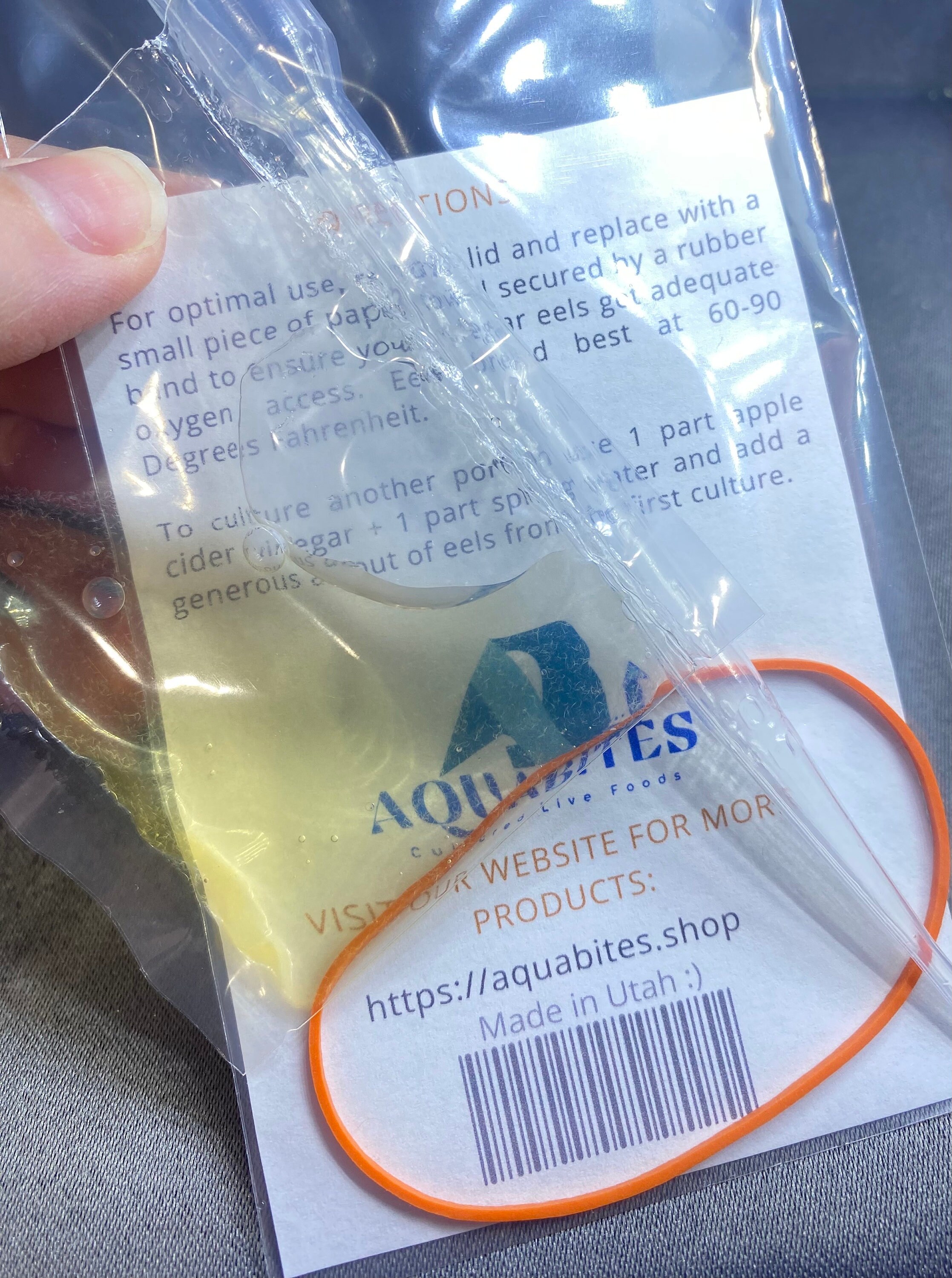 Vinegar Eel Culture Start Etsy