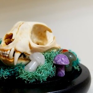 Intuitively picked mini crystal mushroom | mushroom | crystal |