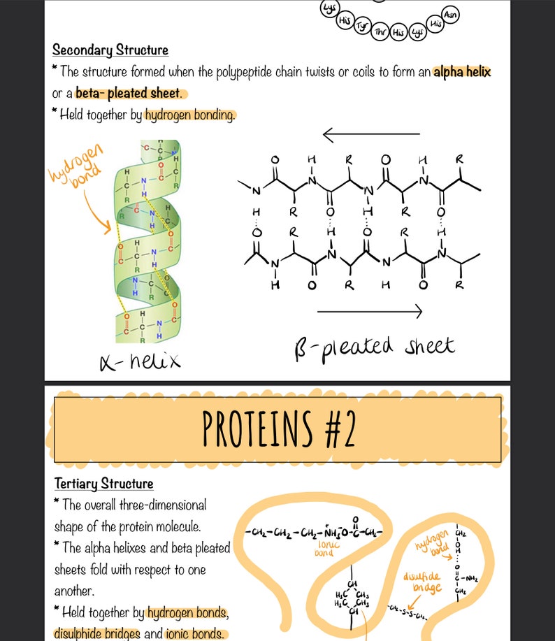 Amino Acids A Level Chemistry Biology Revision Cards DIGITAL DOWNLOAD
