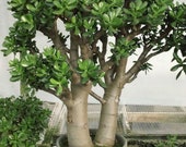 5 Large jade Crassula Cuttings 6 To 9 inches Jade Lucky Money Ready to Plant