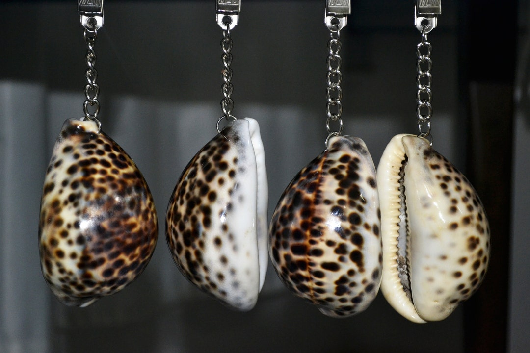 Tablecloth Weight, Seashell Tablecloth Weights, Natural Seashell ...