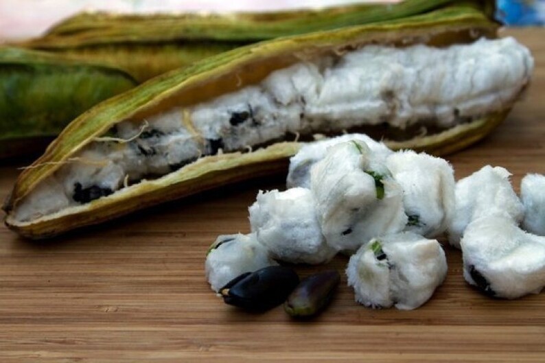 Guama Inga Spectabilis machete Ice Cream Bean Live Plant Etsy