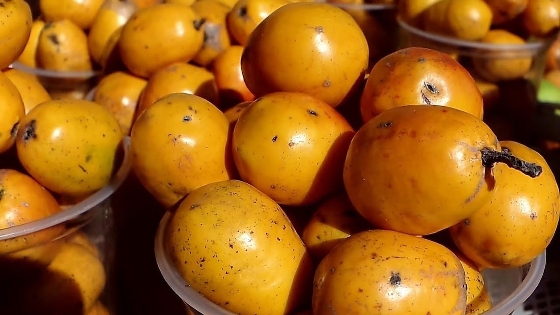 JUNE PLUM JOBO spondias Dulcis Tropical Fruit Tree 4'' to 8'' Etsy