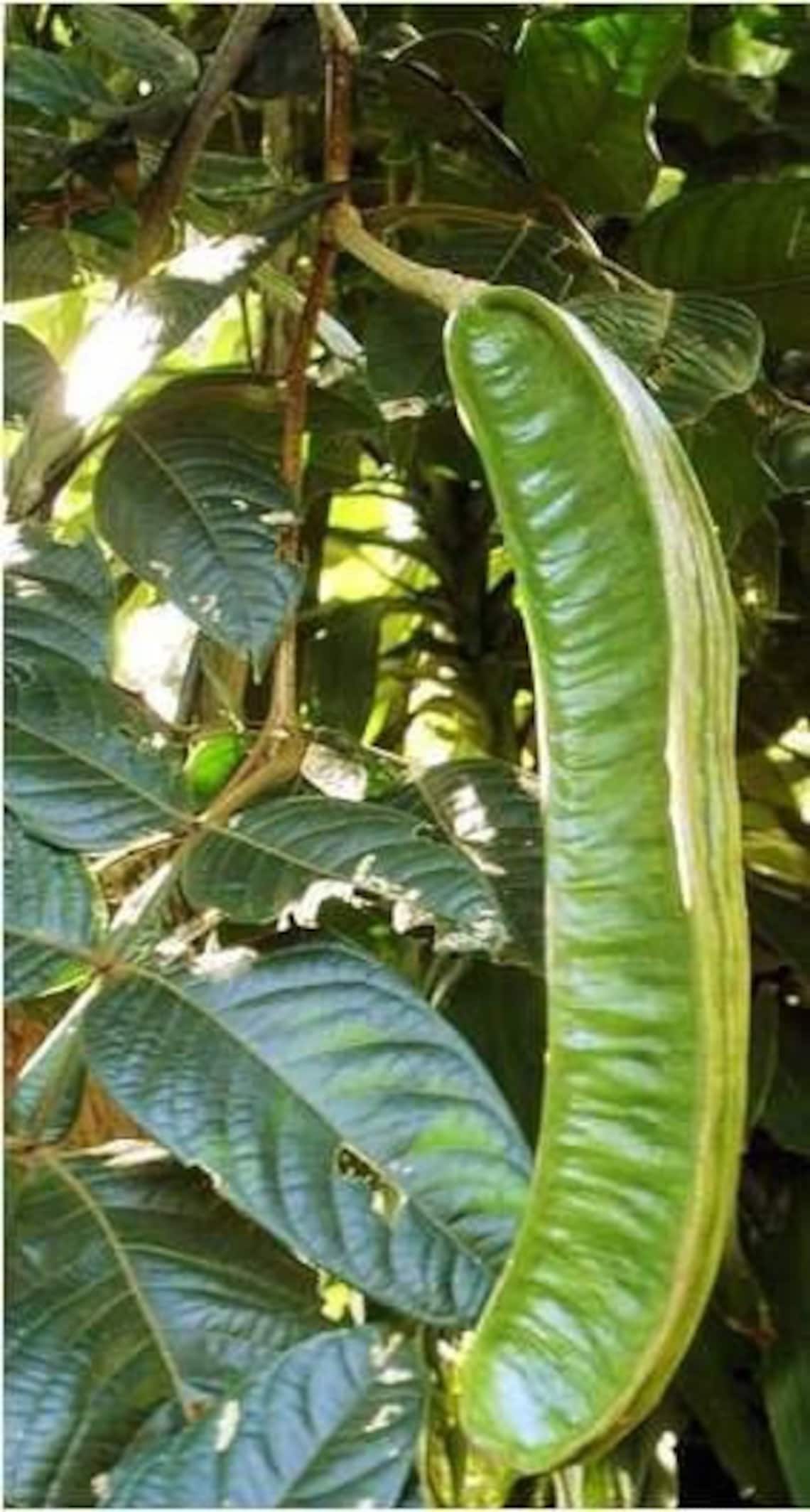 Guama Inga Spectabilis machete Ice Cream Bean Live Plant Etsy