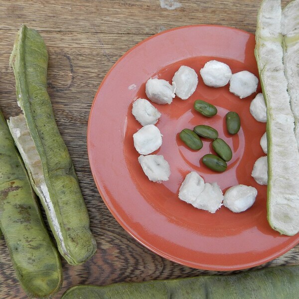 Ice Cream Bean Seed Etsy