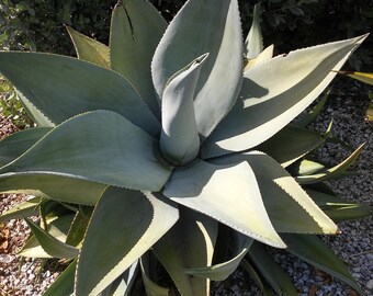 Agave Live Plant Etsy